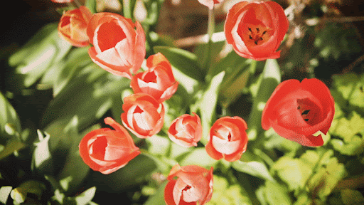 Spring Reset